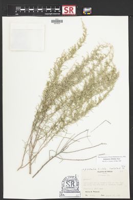 Artemisia filifolia image