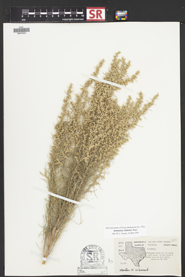 Artemisia filifolia image