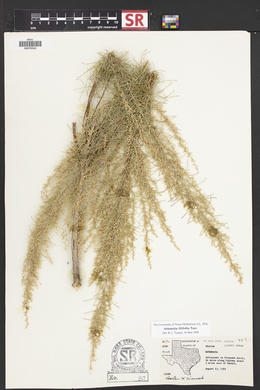 Artemisia filifolia image