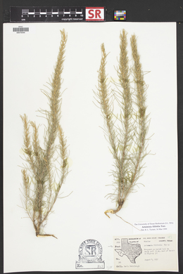 Artemisia filifolia image