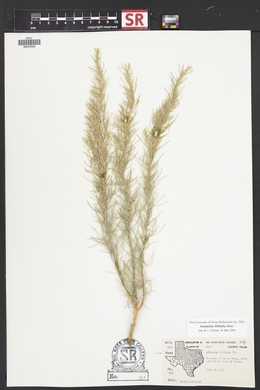 Artemisia filifolia image