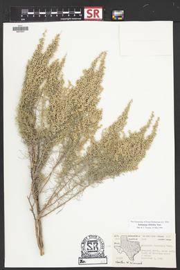 Artemisia filifolia image