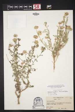 Machaeranthera tanacetifolia image