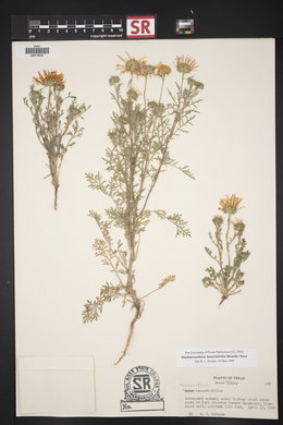 Machaeranthera tanacetifolia image