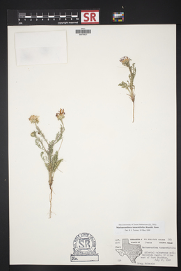 Machaeranthera tanacetifolia image