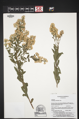 Solidago petiolaris image