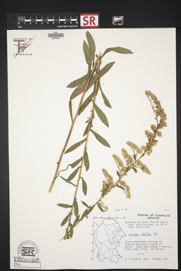 Solidago velutina image