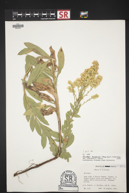 Solidago velutina image