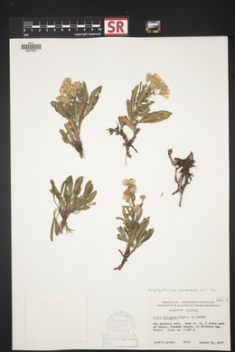 Symphyotrichum ascendens image