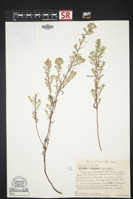 Symphyotrichum ericoides image