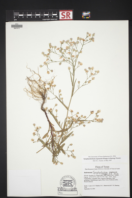 Symphyotrichum subulatum var. parviflorum image