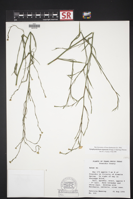 Symphyotrichum subulatum var. parviflorum image