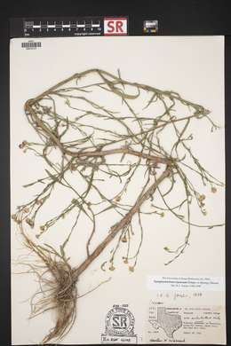 Symphyotrichum subulatum var. parviflorum image