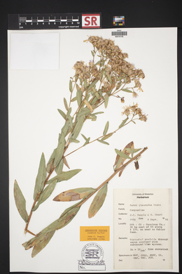 Herrickia glauca image