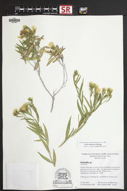 Trixis californica image