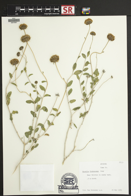 Encelia frutescens image