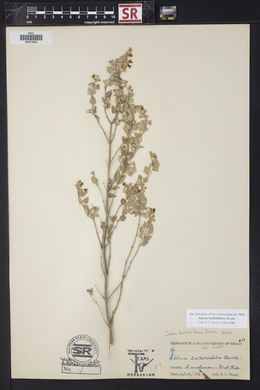 Salvia ballotiflora image