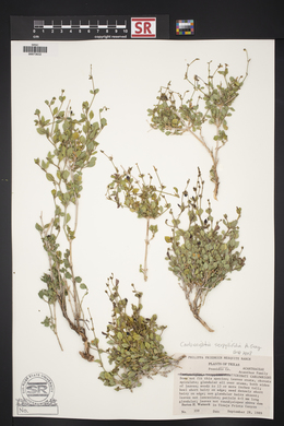 Carlowrightia serpyllifolia image