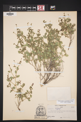 Carlowrightia serpyllifolia image