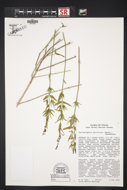 Carlowrightia parviflora image