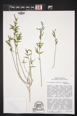 Carlowrightia parviflora image