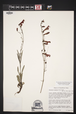 Penstemon barbatus image