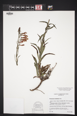 Penstemon barbatus image