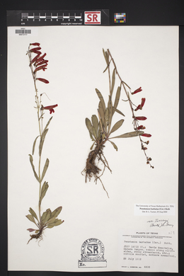 Penstemon barbatus image