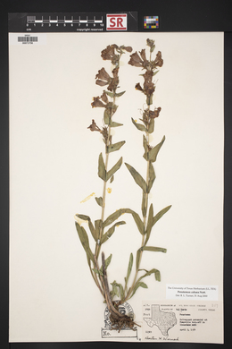 Penstemon cobaea image