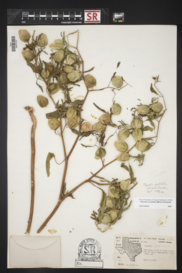 Physalis acutifolia image