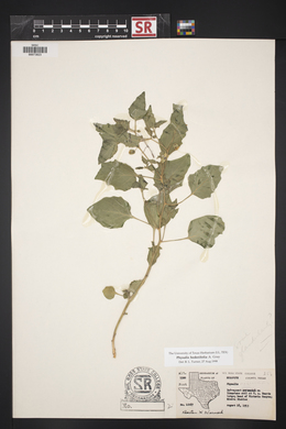 Physalis hederifolia image