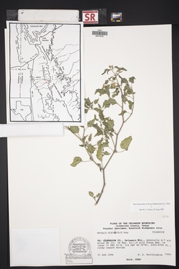 Physalis hederifolia image