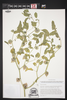 Physalis hederifolia image