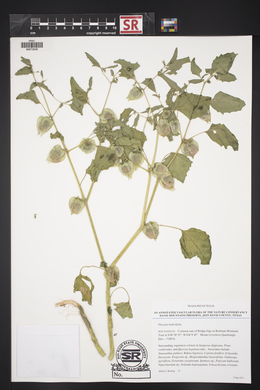 Physalis hederifolia image