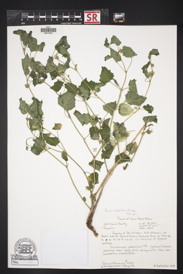 Physalis hederifolia image