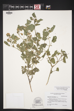 Physalis hederifolia image