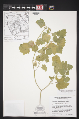 Physalis hederifolia image