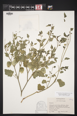 Physalis hederifolia image