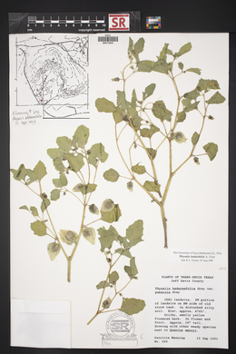 Physalis hederifolia image