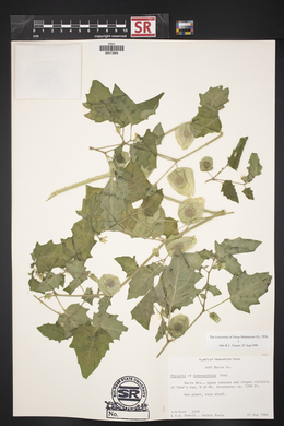 Physalis hederifolia image