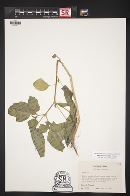 Physalis hederifolia image