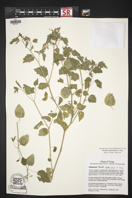 Physalis hederifolia image