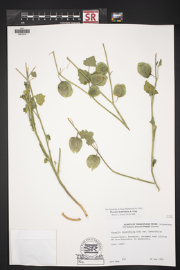 Physalis hederifolia image