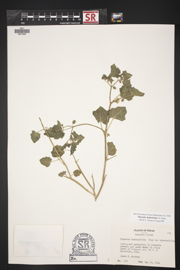 Physalis hederifolia image