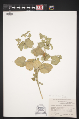 Physalis hederifolia image