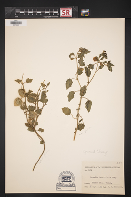 Physalis hederifolia image