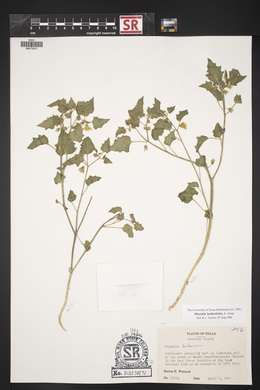 Physalis hederifolia image