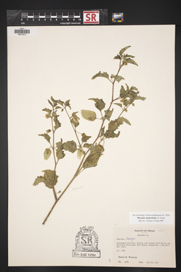 Physalis hederifolia image