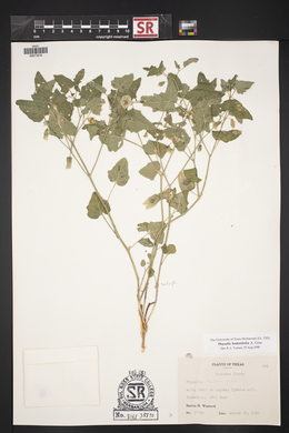 Physalis hederifolia image