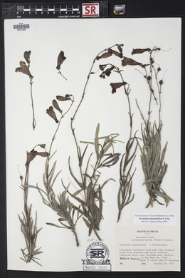 Penstemon dasyphyllus image